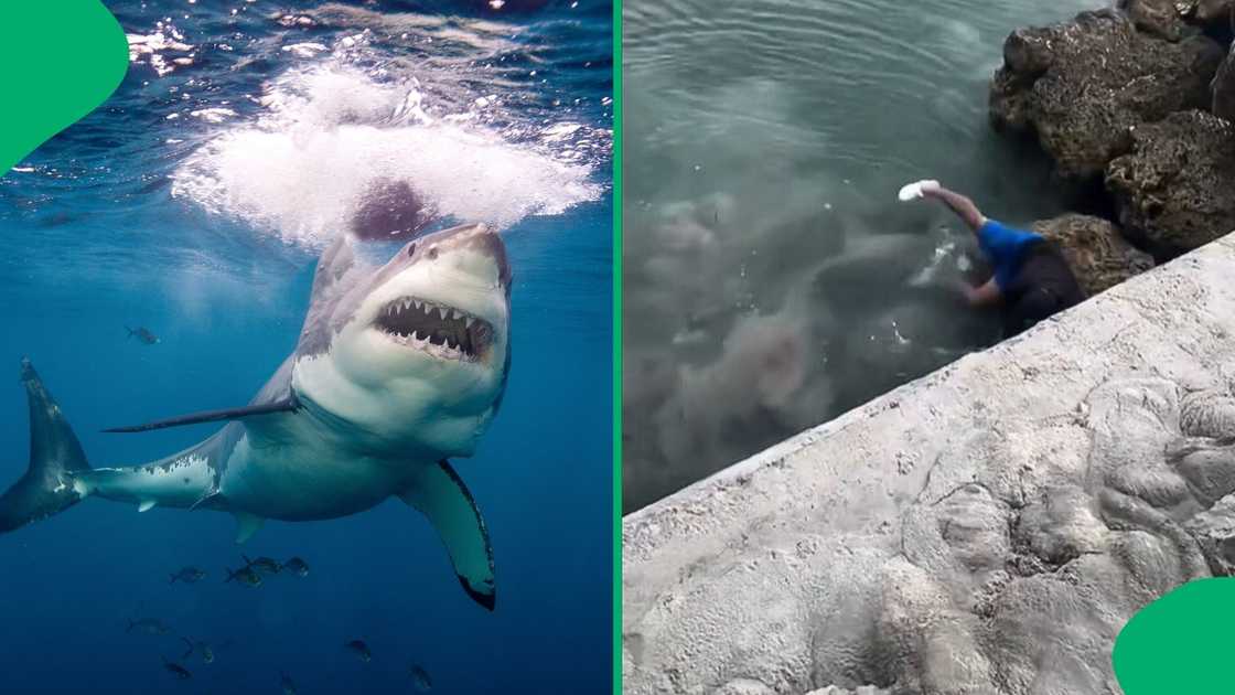 A man slipped off a rock and fell on a shark