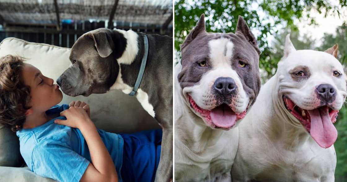 Pit bull owners start a petition Pit bull owners start a petition