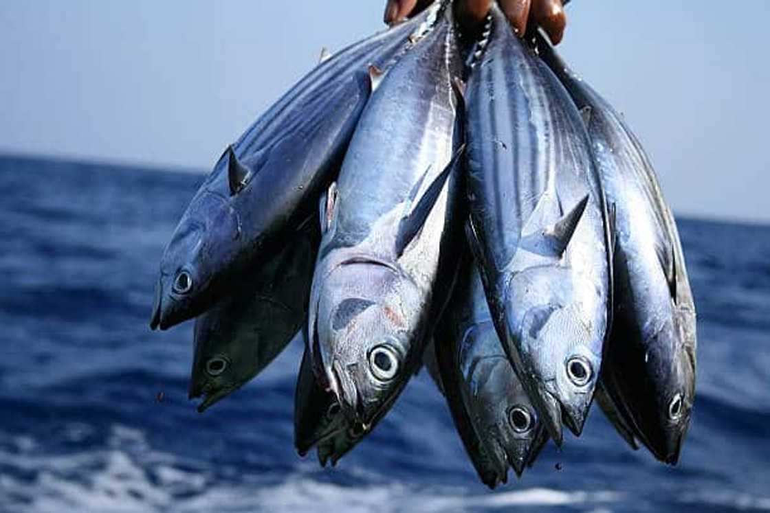 How much was the most expensive tuna? How much was the most expensive tuna?