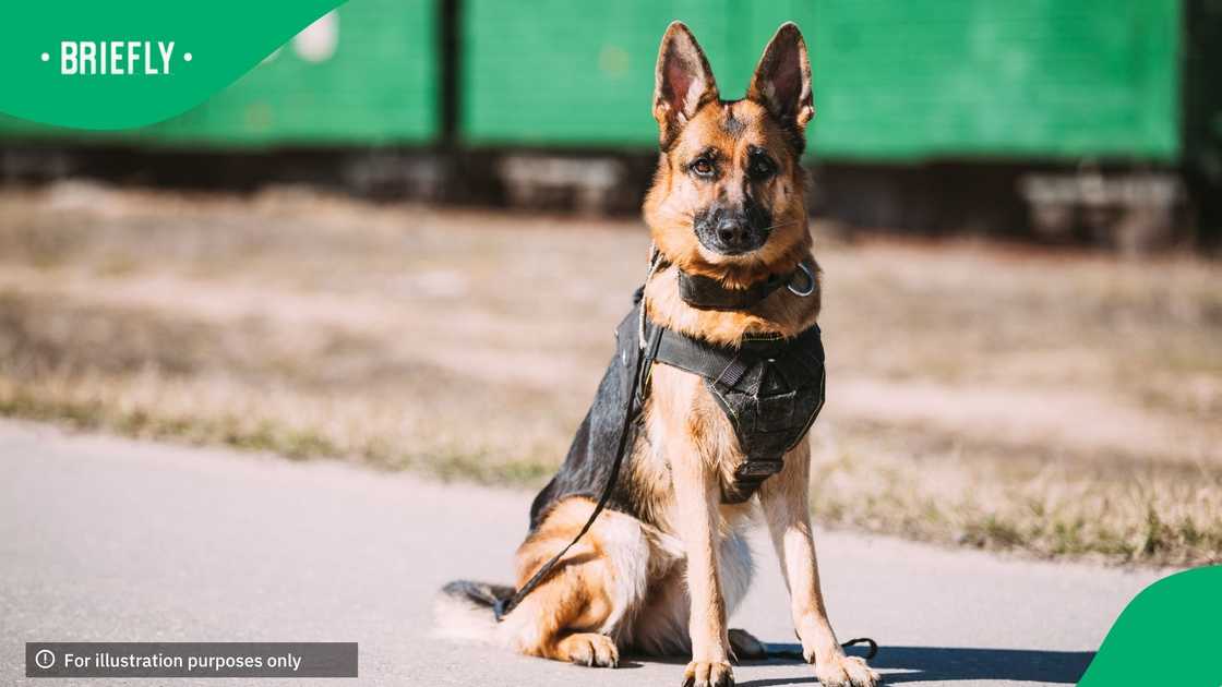 A service dog in the South African Police Service died