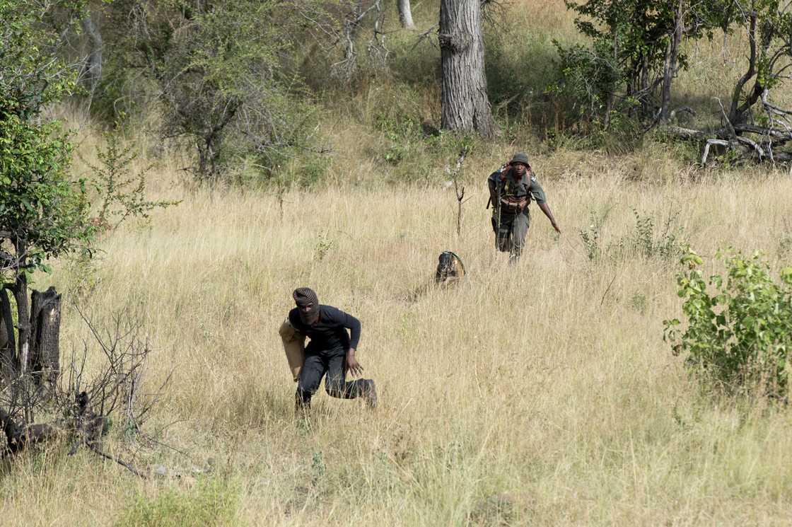 A poacher runs away from a SANPark ranger in the Kruger National Park A poacher runs away from a SANPark ranger in the Kruger National Park