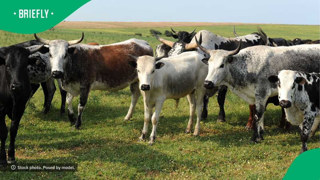 Man brings one of his cows to crush's house Man brings one of his cows to crush's house