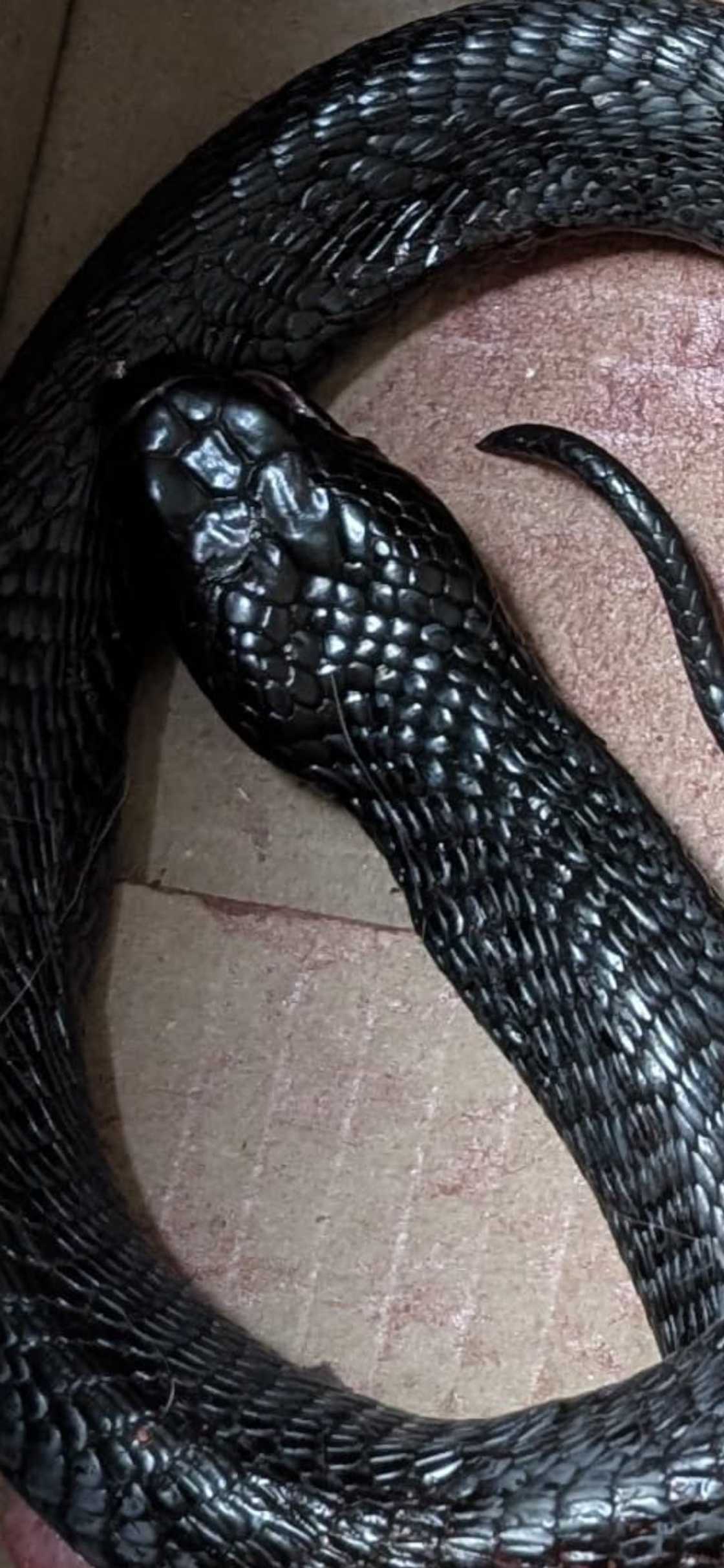 A black spitting cobra spat in a man's eyes.