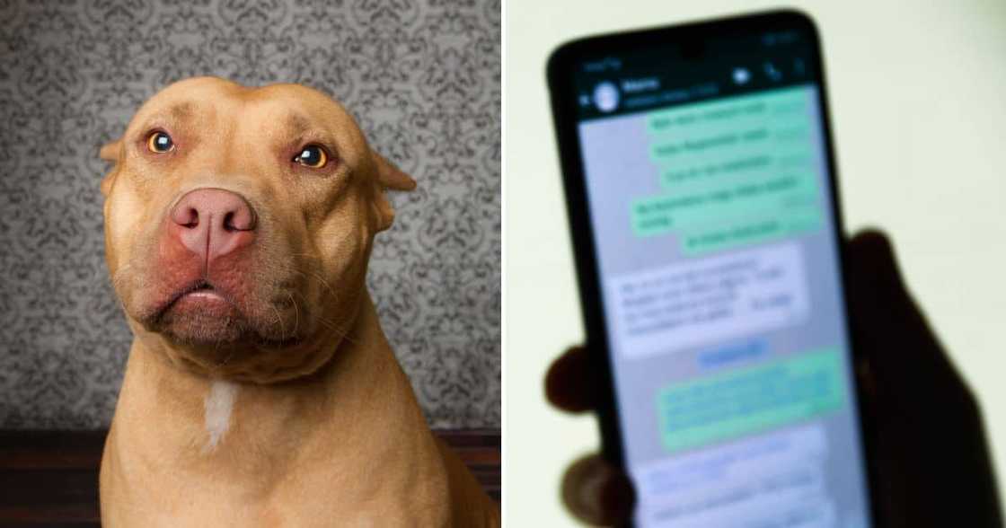 Pit bull Pit bull