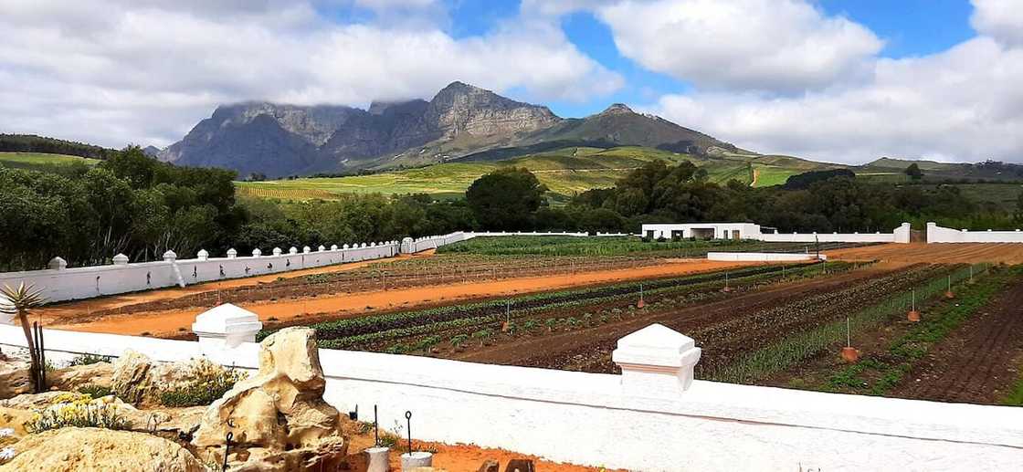 Vineyard at Babylonstoren owned by Koos Bekker. Vineyard at Babylonstoren owned by Koos Bekker.