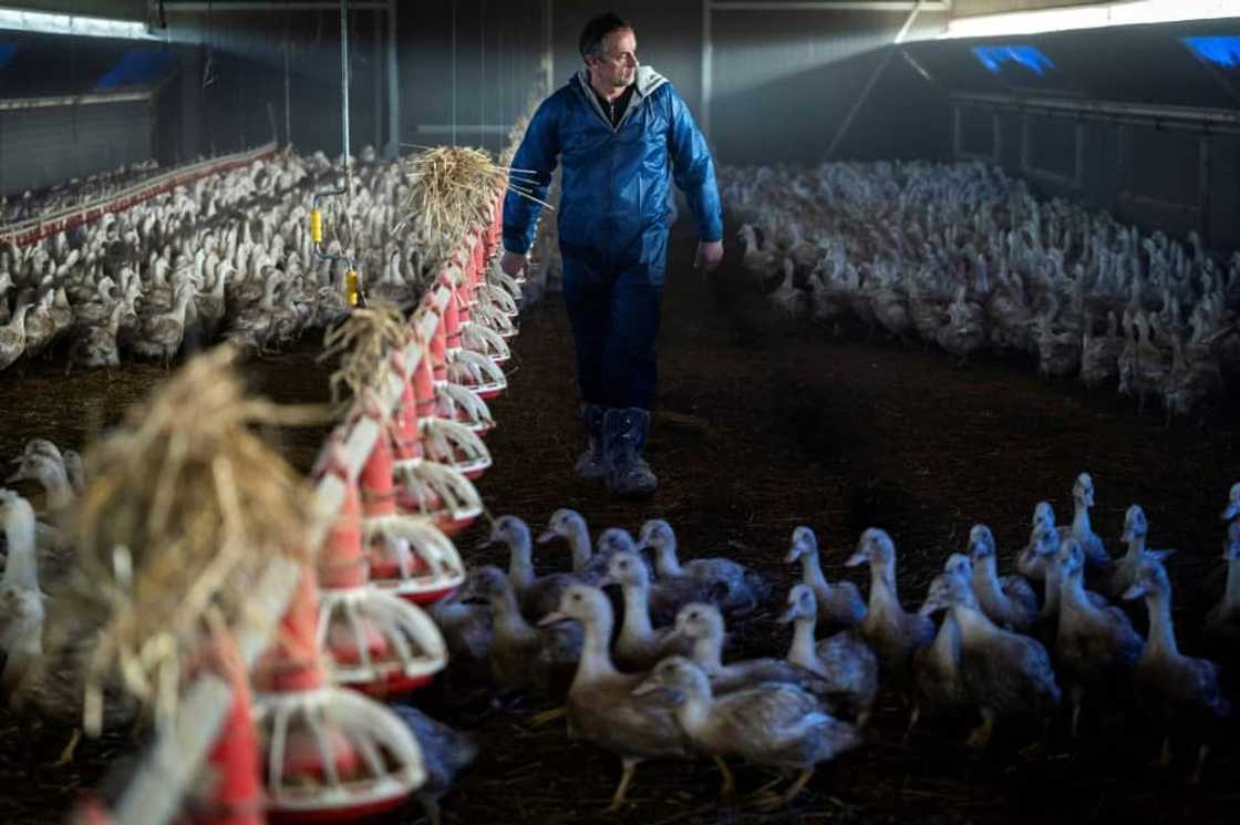 Jacques Candelon among his mostly female ducks -- a first for him this year -- in Sarrant, southwest France