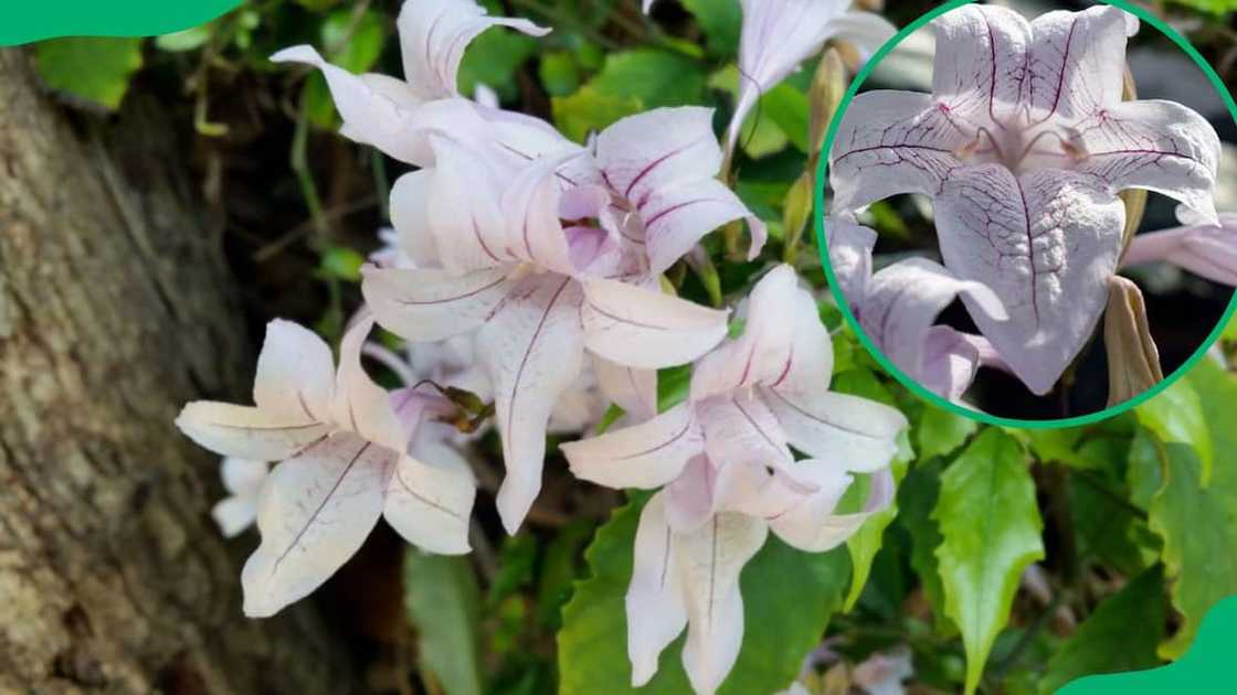 South African flowers pictures and names South African flowers pictures and names