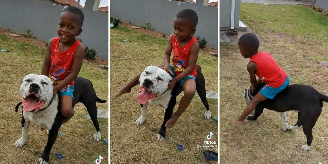 Boy plays with pit bull Boy plays with pit bull