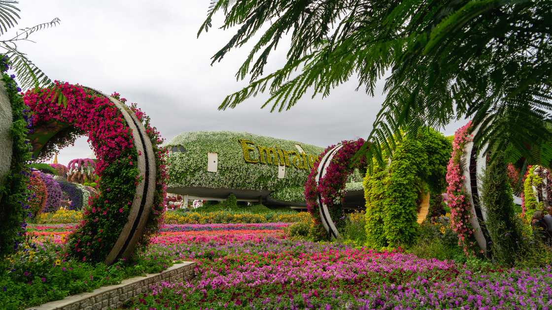 The Miracle Garden in Dubai.