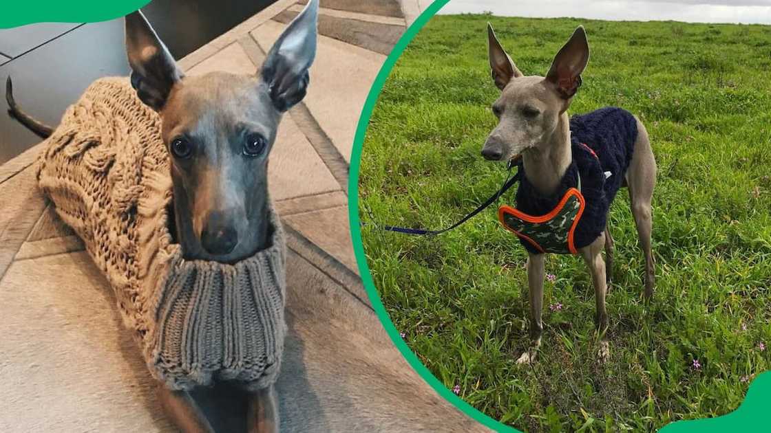 Kylie Jenner’s dog, Norman wearing a sweater (L). The dog during a walk (R) Kylie Jenner’s dog, Norman wearing a sweater (L). The dog during a walk (R)