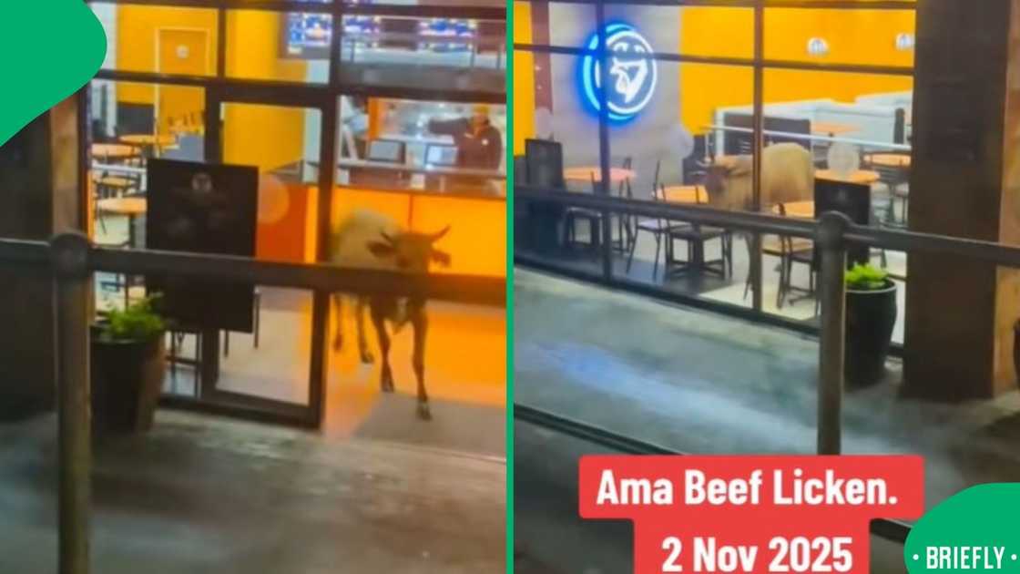 A TikTok screenshot showed the viral clip that left Mzansi laughing about the unexpected visitor