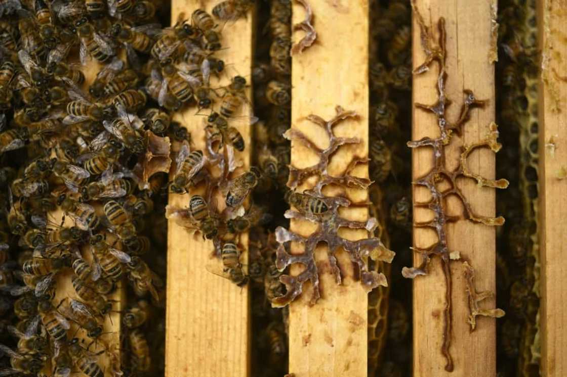 'You still have the beauty of the bees,' enthuses US entomologist Jeffery Pettis 'You still have the beauty of the bees,' enthuses US entomologist Jeffery Pettis