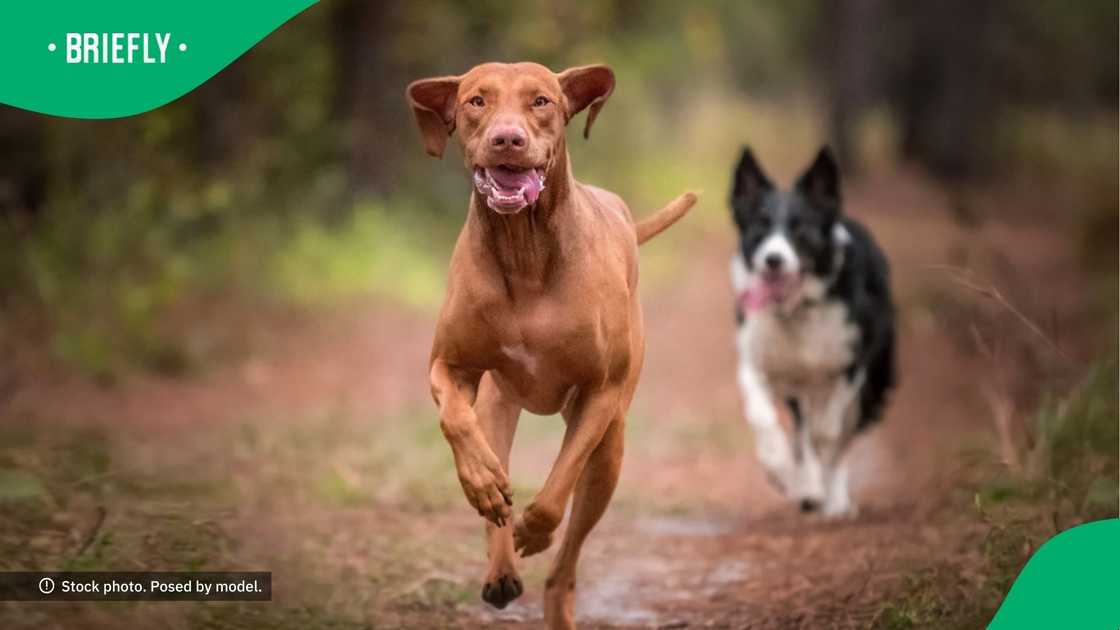 A short Instagram video captured funny pet antics, quickly grabbing attention with its dramatic and relatable content A short Instagram video captured funny pet antics, quickly grabbing attention with its dramatic and relatable content