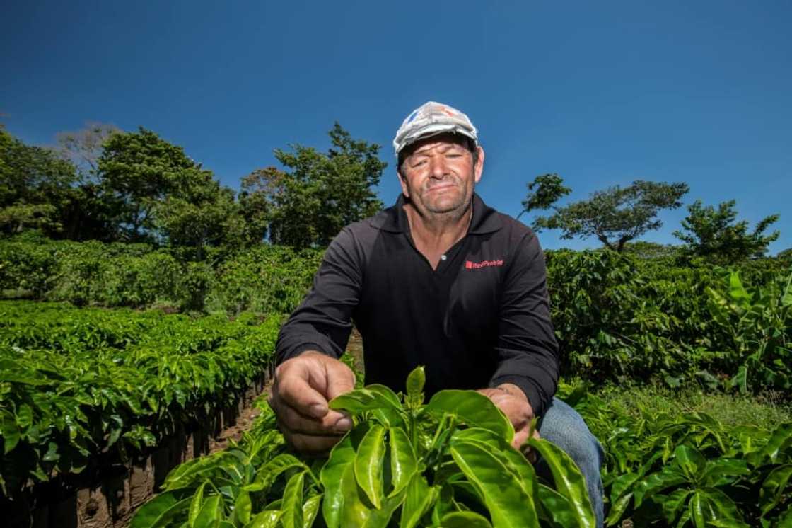 Previously, farmers like Johel Alvarado needed to do little more than plant and wait for the country's once-consistent rains. Now he has had to install a drip irrigation system on his four-hectare coffee plantation which he says is keeping him in business