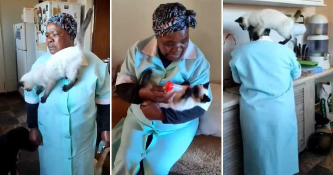 Kind domestic worker feeding a kitten from a bottle