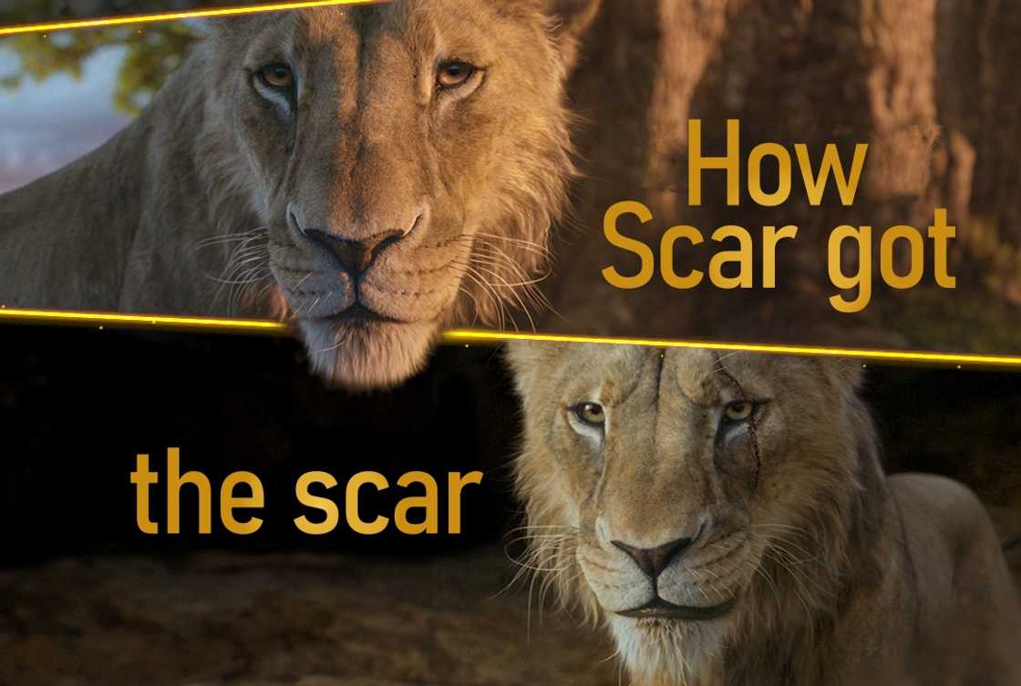 How scar got the scar How scar got the scar