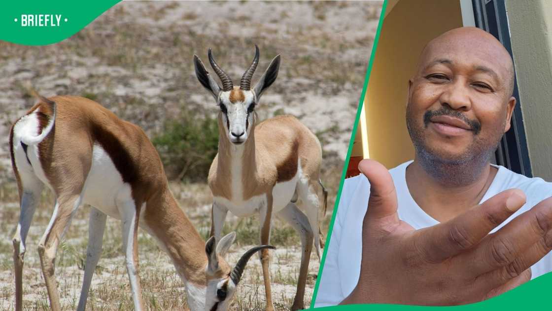 A man saw springboks in his yard.