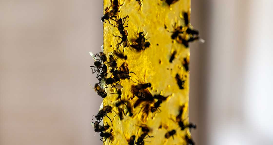 Strip of yellow sticky fly paper covered with insects.