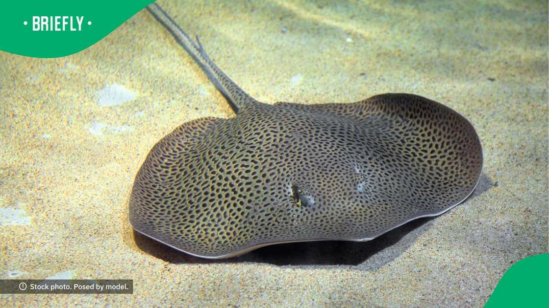Stingray pops out 6 pups