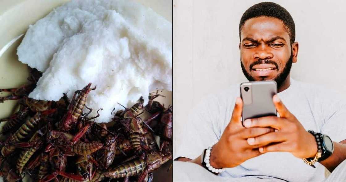 Pap and grasshoppers, delicacy, unusual meal, mzanzi react Pap and grasshoppers, delicacy, unusual meal, mzanzi react