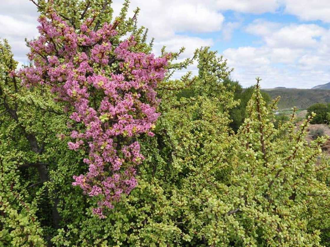 spekboom health benefits spekboom health benefits