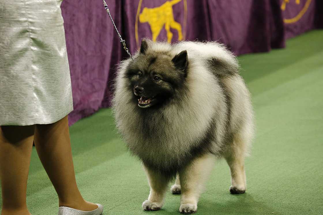 Keeshond at the 137th Westminster Kennel Club Dog Show in 2013. Keeshond at the 137th Westminster Kennel Club Dog Show in 2013.