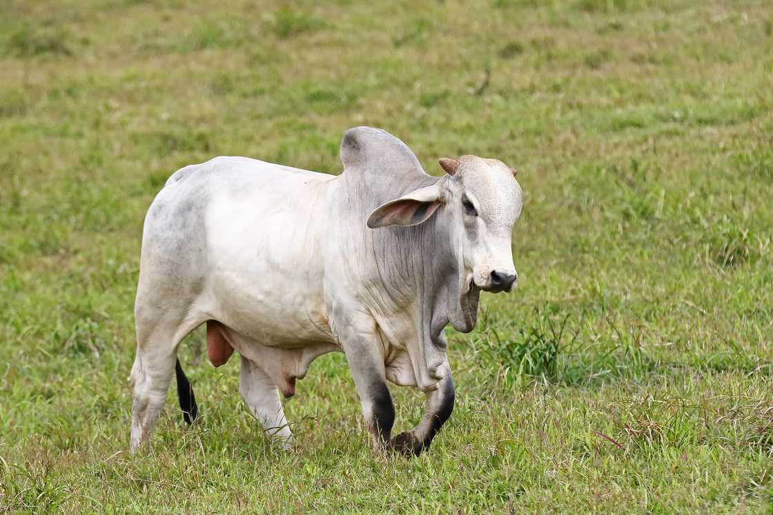Man shows up with Brahman to impress potential in-laws