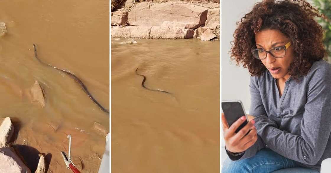 Nick Evans, Video, Black Mamba Swimming, KZN River Nick Evans, Video, Black Mamba Swimming, KZN River