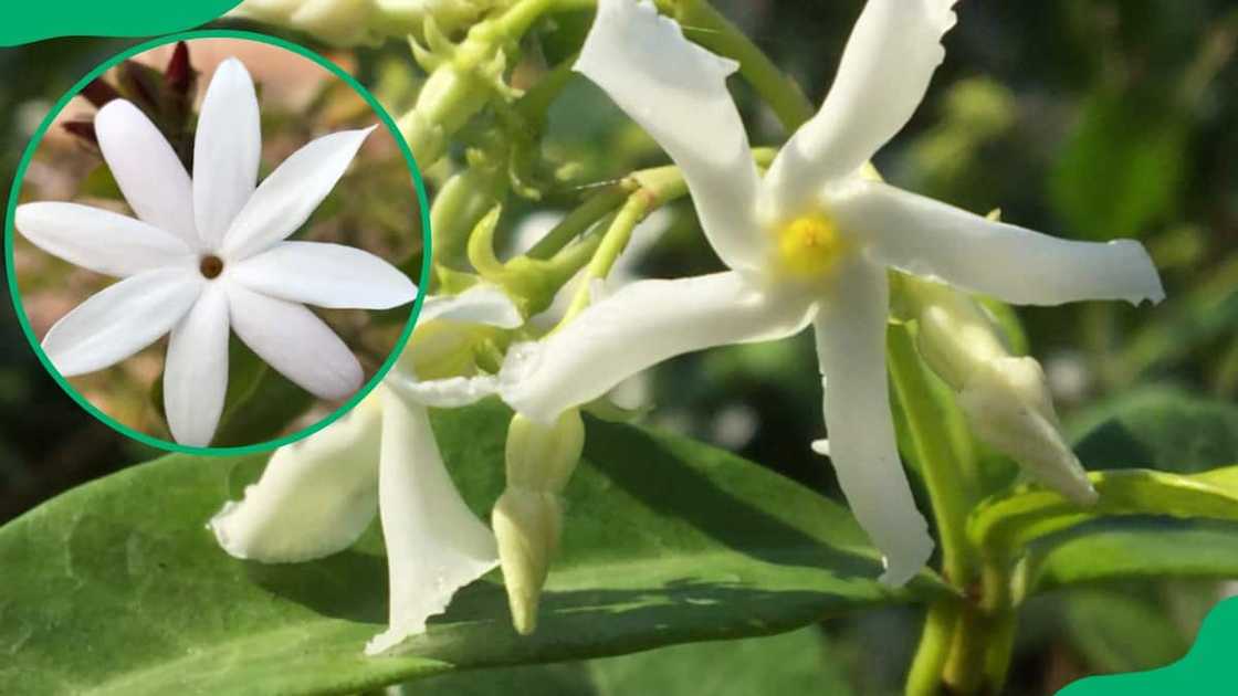 South African garden flowers