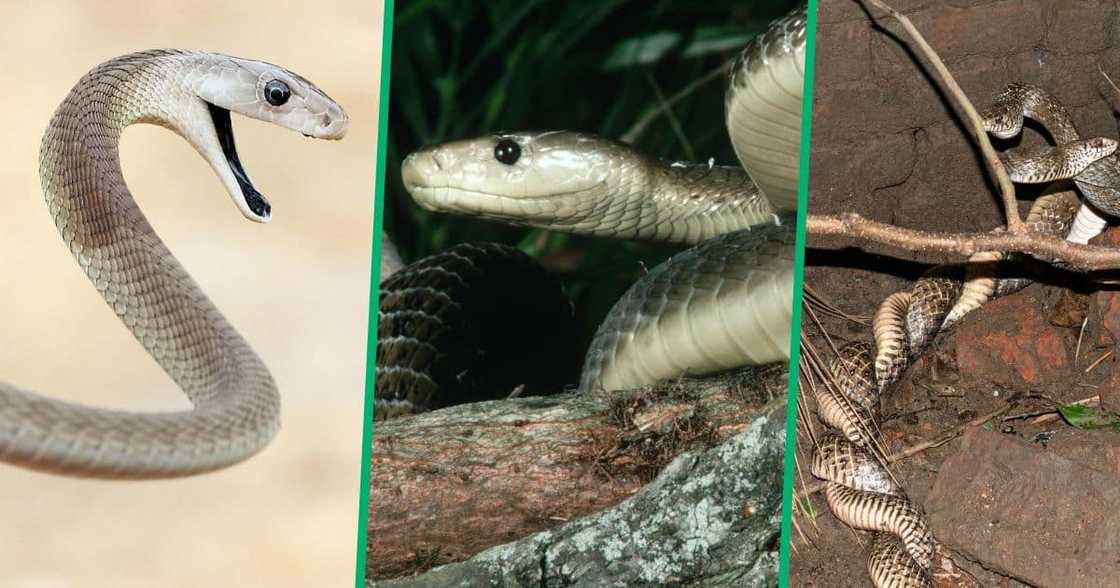 Two Black Mambas fight over a female