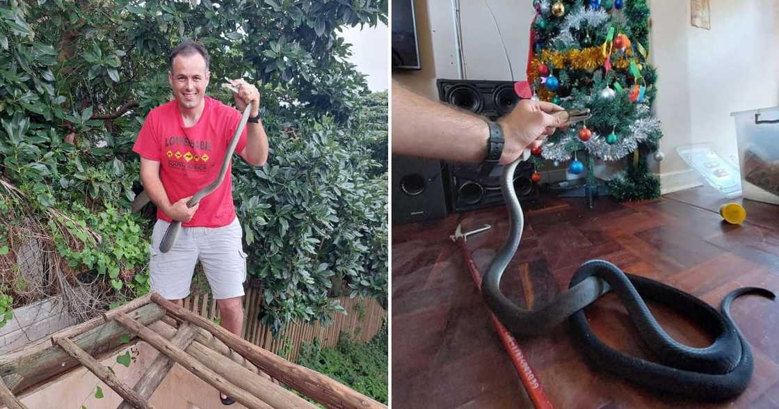 Nick Evans and his festive black mamba Nick Evans and his festive black mamba