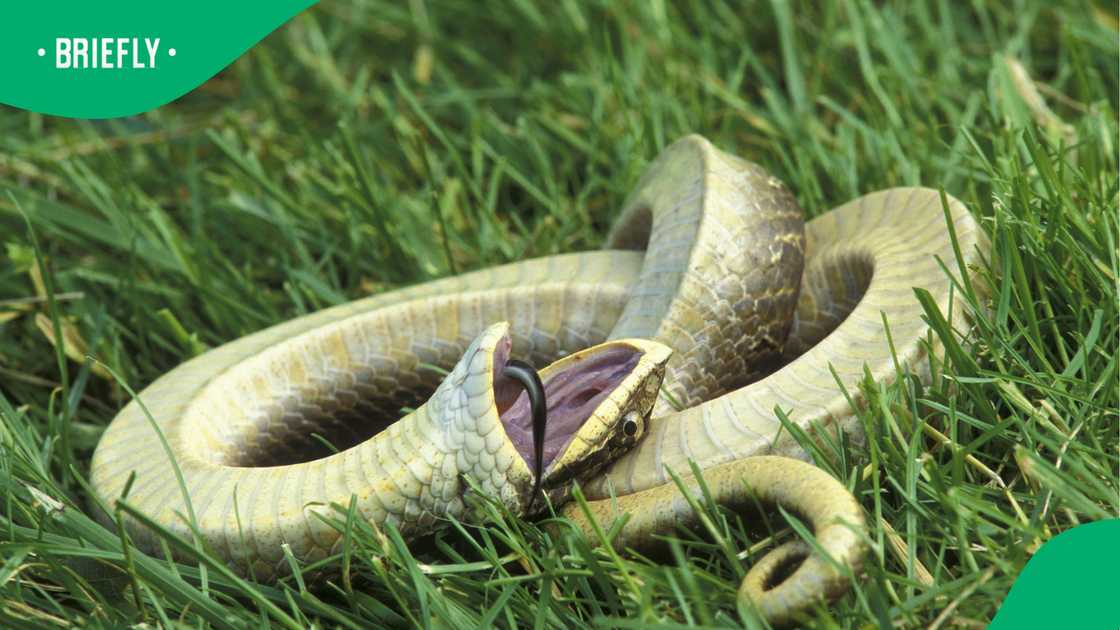 Puff adder's chilling hiss leaves South Africans terrified in viral close-up video