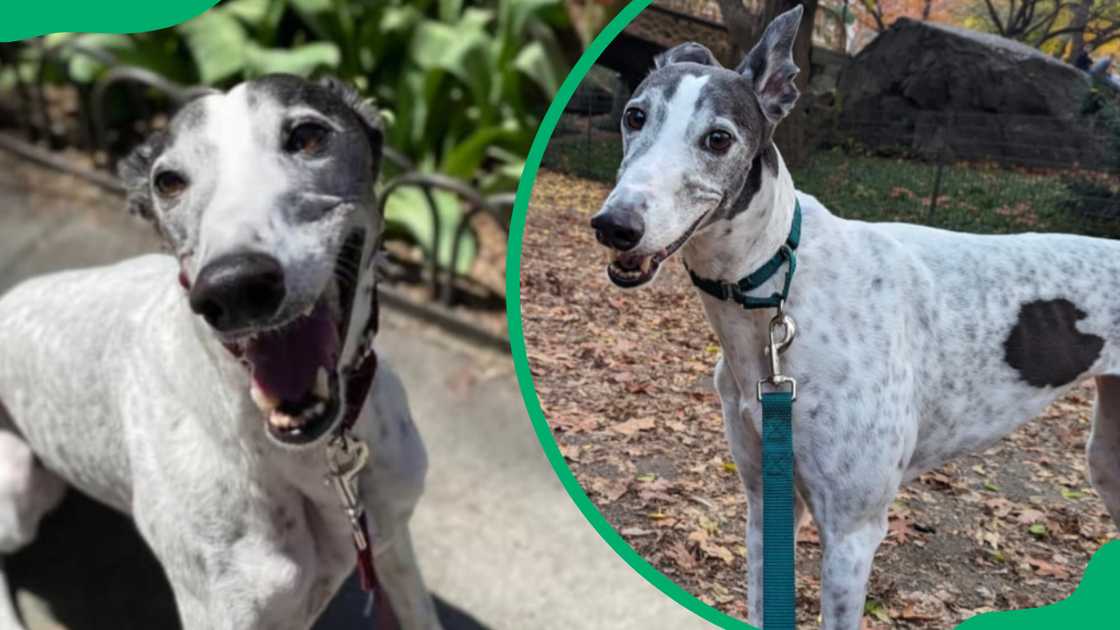 David Angelo's dog David Angelo's dog