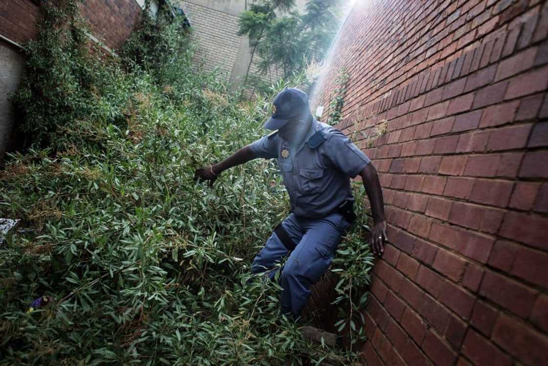 SAPS, crime, drug bust SAPS, crime, drug bust