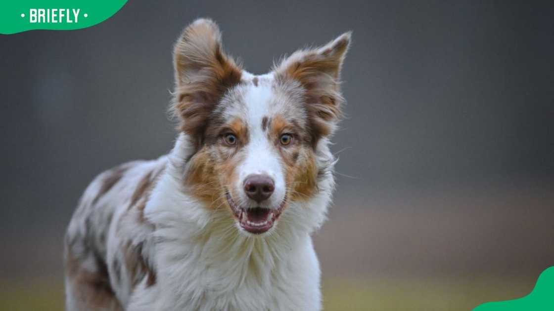 An Australian Shepherd out in the field