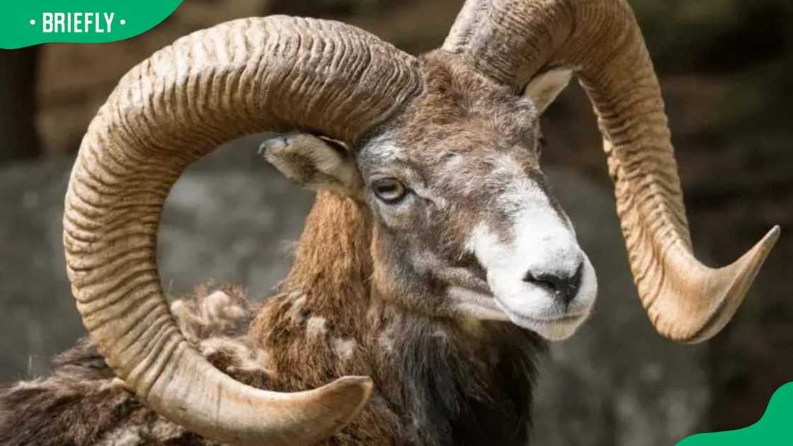 Urial in the wild Urial in the wild