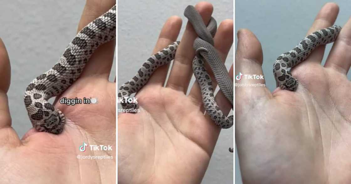 Pet snake biting owner on TikTok Pet snake biting owner on TikTok
