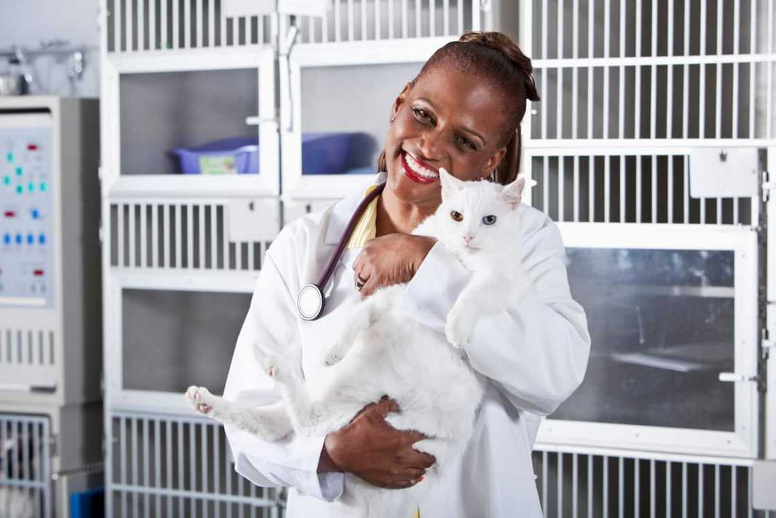 A vet holding a white cat A vet holding a white cat