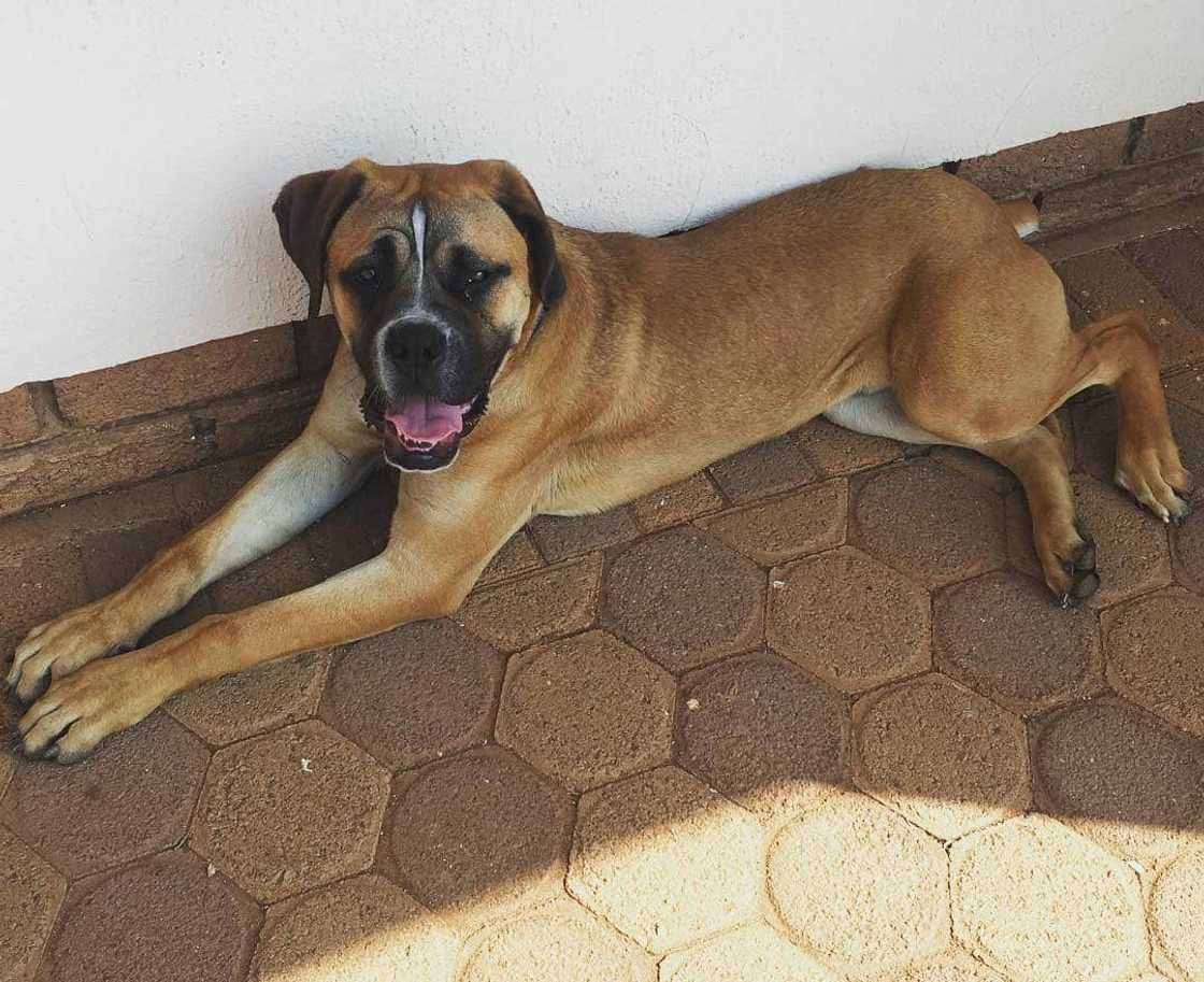 Popular big dog breeds for families Popular big dog breeds for families