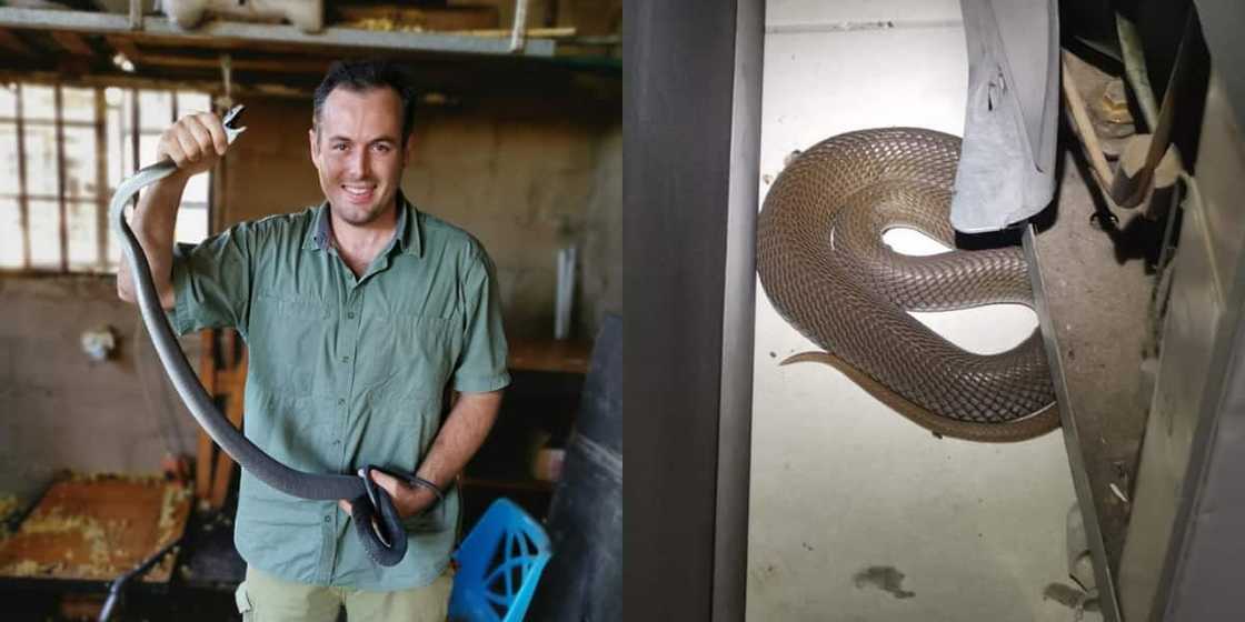 'The Snake Man', Nick Evans Details Another Heroic Scary Cobra Catch 'The Snake Man', Nick Evans Details Another Heroic Scary Cobra Catch