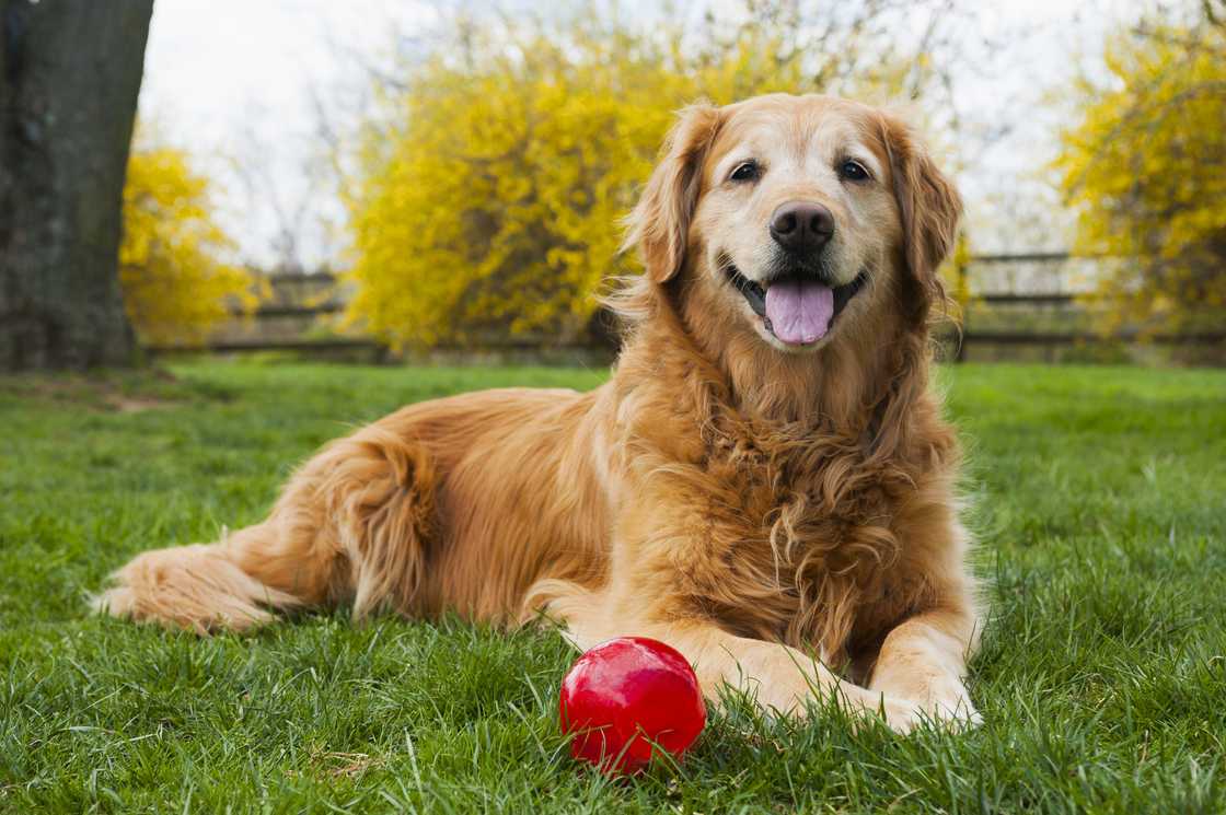 An eight-year-old Shabby Senior Golden Retriever with ball.