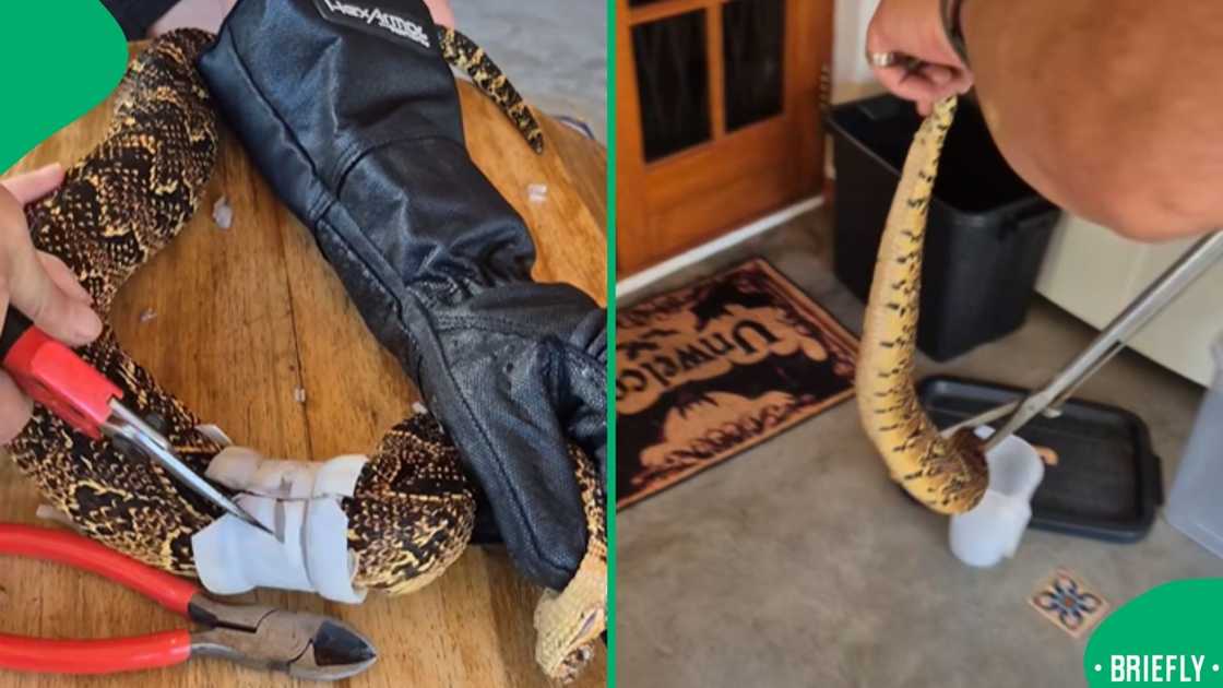 Image of Heyns beginning the careful process of freeing the puff adder from PVC pipes Image of Heyns beginning the careful process of freeing the puff adder from PVC pipes