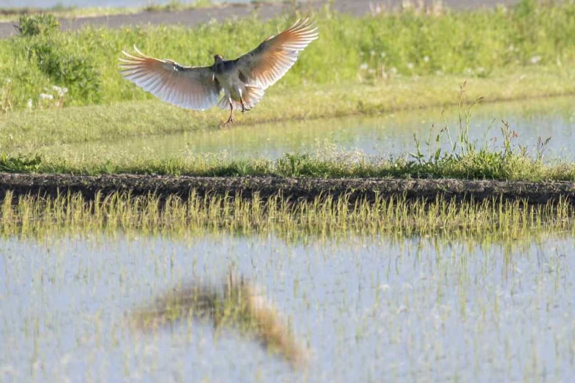 In just under two decades, Sado's population of wild toki has gone from zero to nearly 500 In just under two decades, Sado's population of wild toki has gone from zero to nearly 500