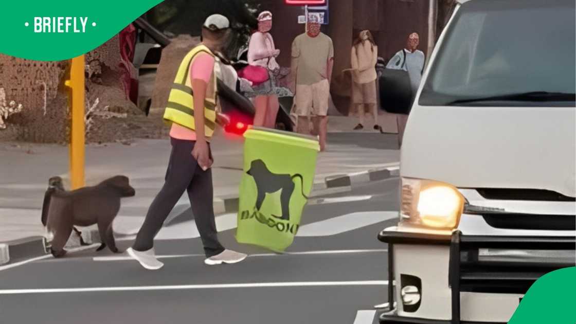 Man in Simon's Town helps baboons cross road Man in Simon's Town helps baboons cross road