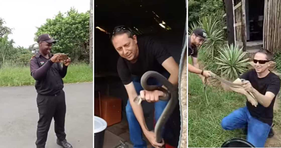 KZN snake rescuer Jason Arnold rescued a black mamba that had been making itself comfortable in a guard hut KZN snake rescuer Jason Arnold rescued a black mamba that had been making itself comfortable in a guard hut