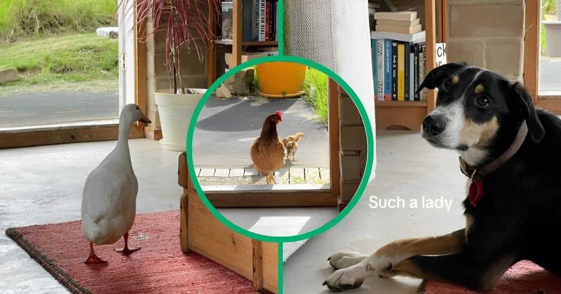 A duck, a chicken and chicks, and a dog. A duck, a chicken and chicks, and a dog.