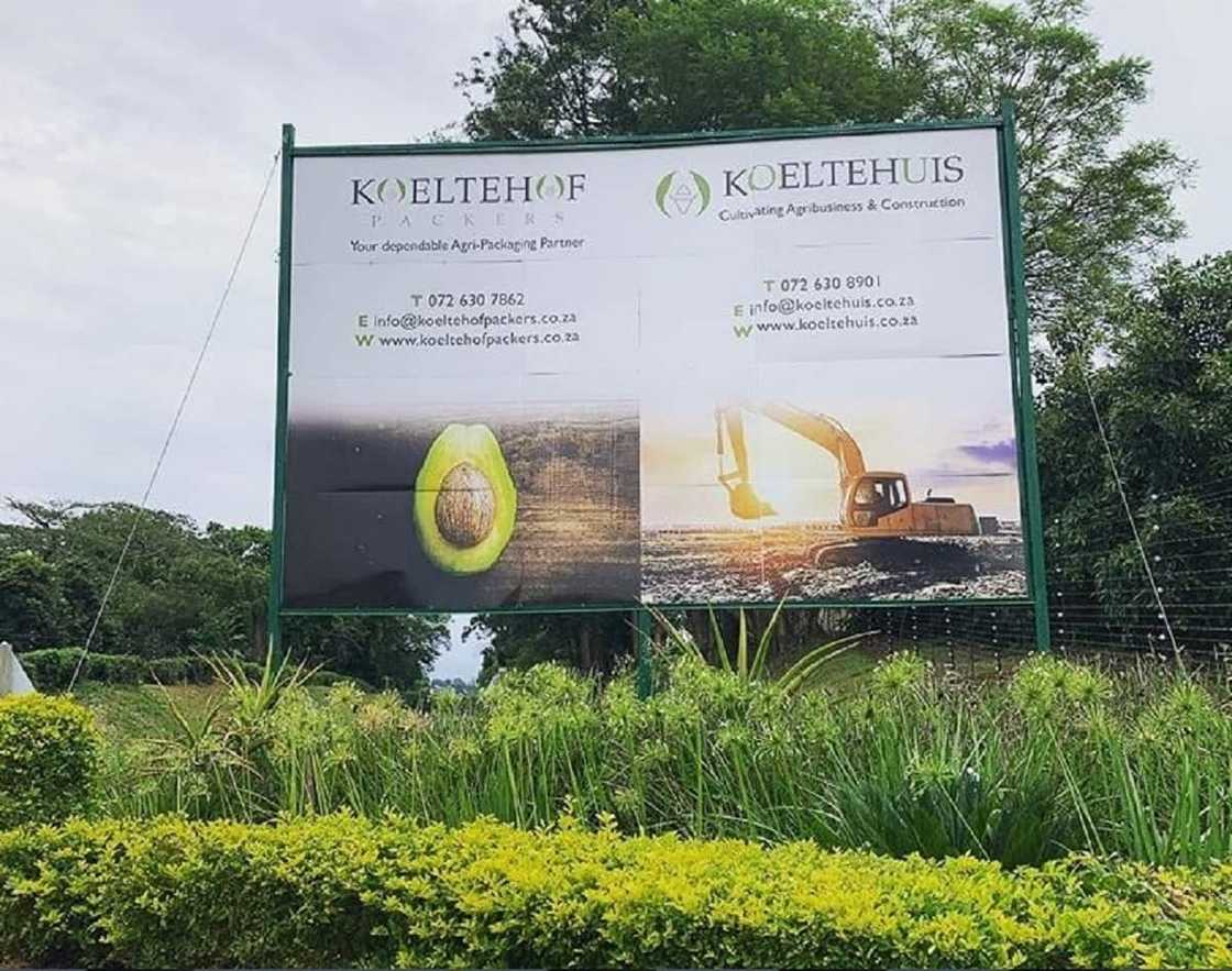 reuel khoza avocado reuel khoza avocado