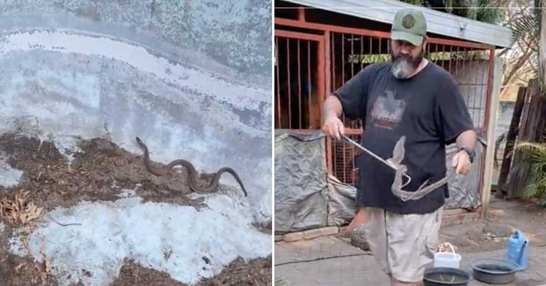 A man shared a video of how he handled a cobra he found. A man shared a video of how he handled a cobra he found.