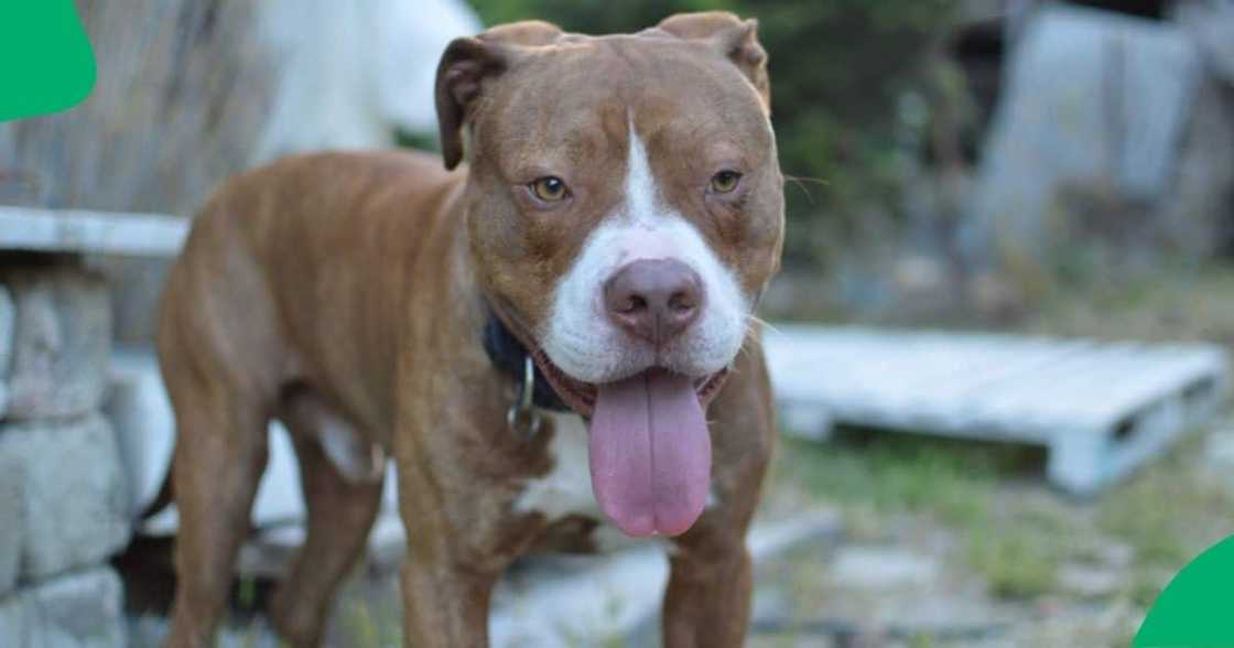 A TikTok video shows a pit bull opening the window.