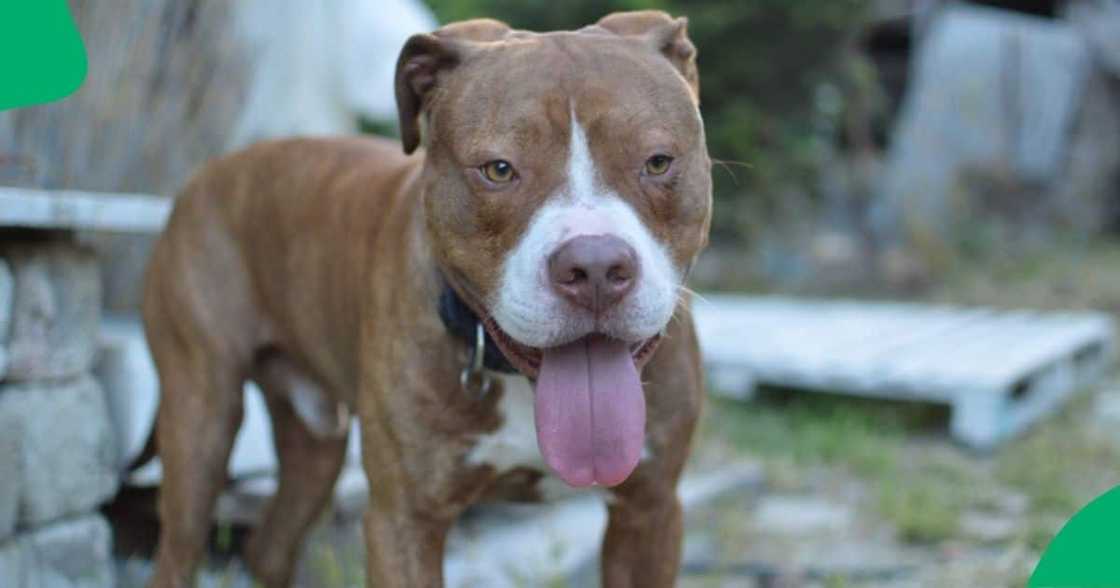 A TikTok video shows a pit bull opening the window. A TikTok video shows a pit bull opening the window.
